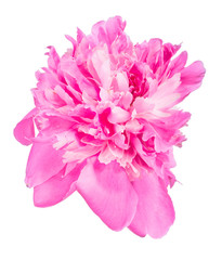 pink peony flower bloom on white
