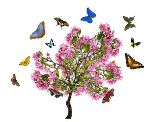 Fototapeta na wymiar apple tree with large pink blooms and butterflies