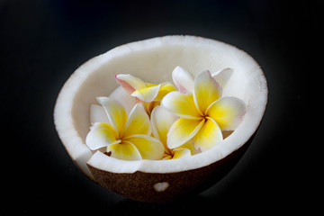 coconut and Plumeria flower