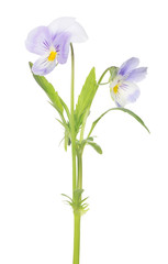 two pansy light violet blooms on stem