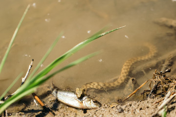 Snake catches and bites fish