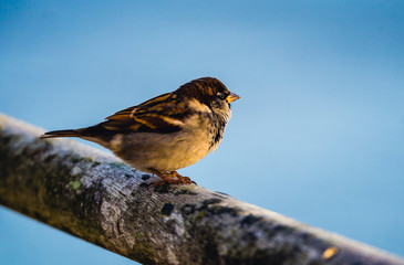 Portrait of sparrow sitting close-up