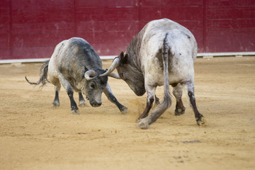 fighting bulls in a bullring in Spain