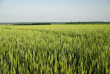 Ears of wheat growing on the field