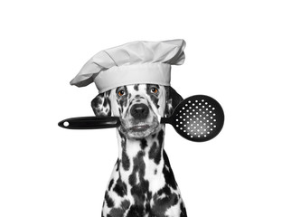 Dog chef holding a spoon in his mouth
