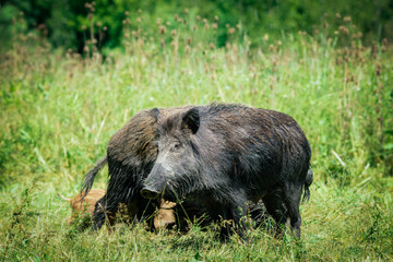 wild boar