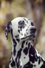 Toned portrait of a cute dog dalmatian