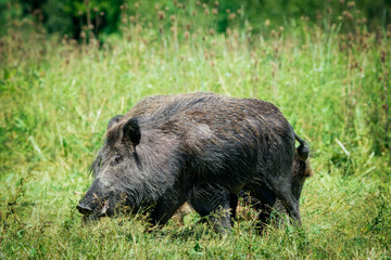 wild boar