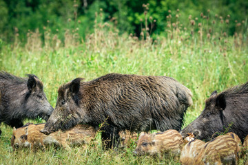 Wild boar family