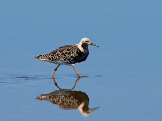 Ruff (Philomachus pugnax)