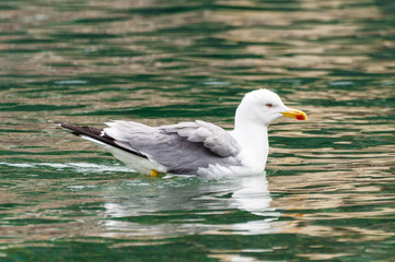 Seagull swimming