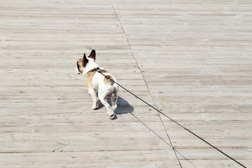French Bulldog on a leash. Dog is walking near the sea and lead. Owner follow their dog.