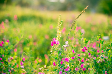 Beautiful landscape with the wilderness of herbs and pink wildflowers. The idea of the background of Mother's day, 8 March and World environment day. Soft focus