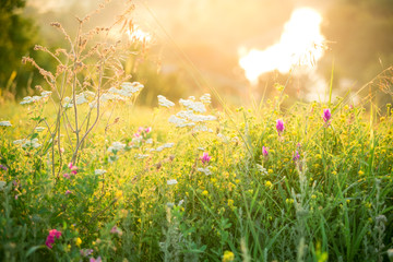 Beautiful rural landscape with sunrise over a meadow. Soft focus. The idea of the background of Mother's day, 8 March and World environment day