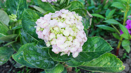 White hydrangea in the garden.