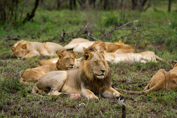 Fototapeta na wymiar lions in the kruger national park