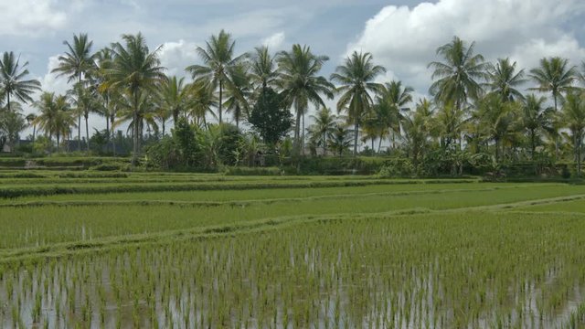 Gentle breeze stirs the tops of coconut pams over a lowland rice paddy on a farm in Bali, Indonesia. Ungraded RAW footage
