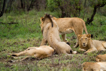 lions in the kruger national park