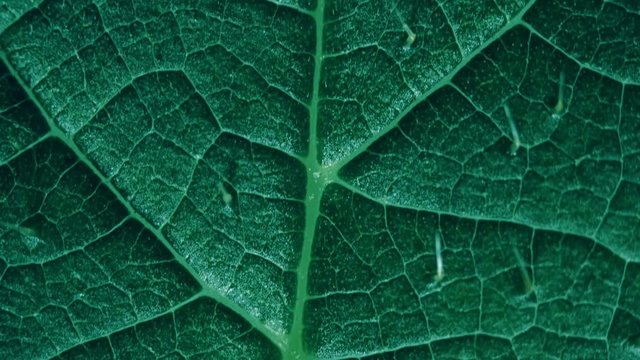 Leaf of the plant. The complex structure of tortuous veins. Closeup. Dolly shot