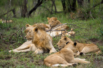 lions in kruger national park in south africa