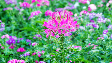 Pink Spider flower(Cleome hassleriana) in the garden.