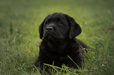 cute black puppy Labrador Retriever isolated on background of green grass