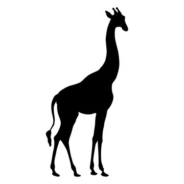 Giraffe adult black silhouette vector illustration realistic