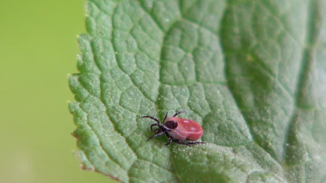 Zecke in der Natur auf einem Blatt