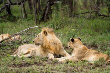 lions in kruger national park in south africa