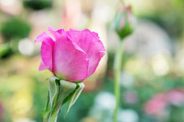 Pink rose in the garden.