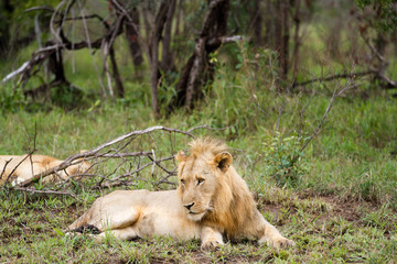lions in kruger national park in south africa