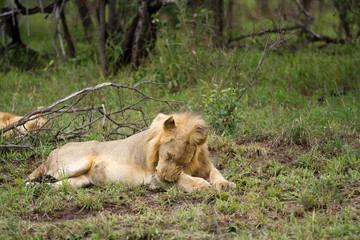 lions in kruger national park in south africa