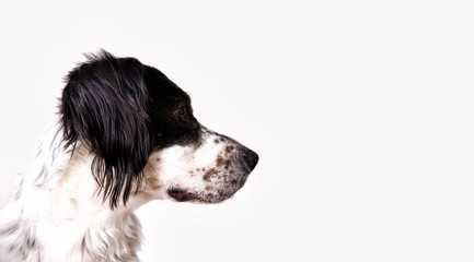 Setter Hund im Profil - obrazy, fototapety, plakaty