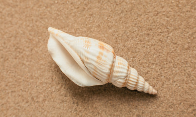 Fototapeta na wymiar Summer. Summer background. Summer accessories, Summer concept . Starfish with sand as background. Sand texture