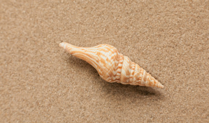 Summer. Summer background. Summer accessories, Summer concept . Starfish with sand as background. Sand texture