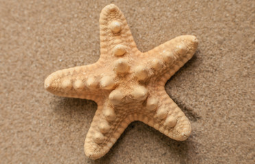 Summer. Summer background. Summer accessories, Summer concept . Starfish with sand as background. Sand texture