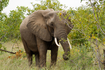 Fototapeta premium africa elephants in kruger national park