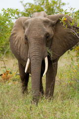 africa elephants in kruger national park