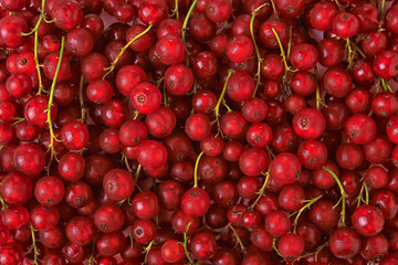 red currant