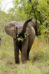 Naklejka premium elephants in kruger national park in south africa
