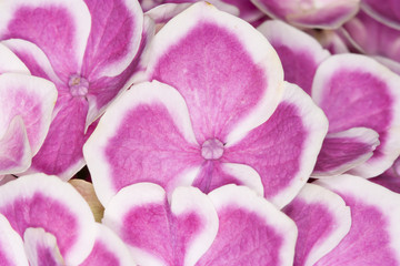 Flowers pink hydrangea