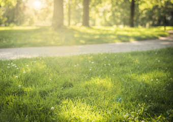 Sonne im Park