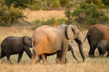elephants in kruger national  park in south africa