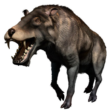 Entelodon from the Miocene and Eocene eras 3D illustration