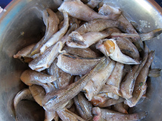 Peeled raw scales sea fish steers carcass