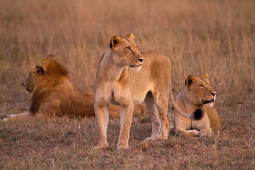 lions in kruger national park in south africa