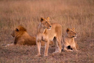Plakat lions in kruger national park in south africa