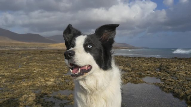 CLOSEUP: Cute border collie looking into camera turning his head
