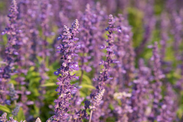 beautiful purple lavender flower field