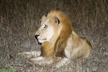 lions in kruger national park in south africa